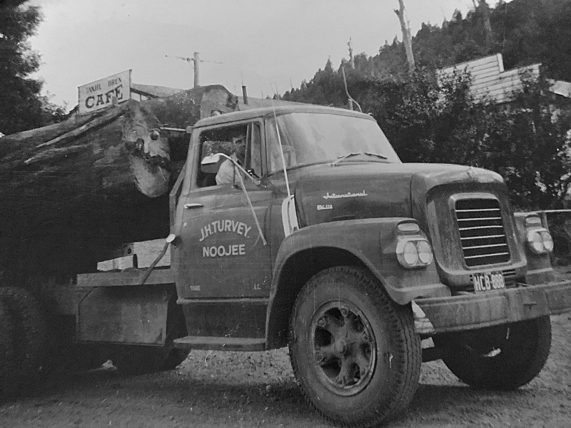 Historic photograph of a mountain ash log being hauled to town