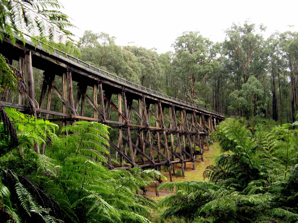 The Noojee trestle bridge among tree ferns and mountain ash